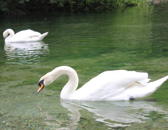 Olympic Mountains and Spring of River Bosna Tour | Sarajevo’s Natural and Olympic Heritage
